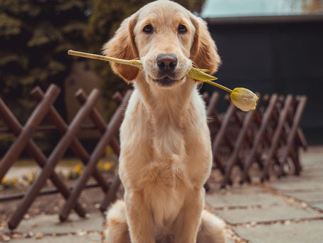 The Ultimate Guide to Dog Grooming Essentials