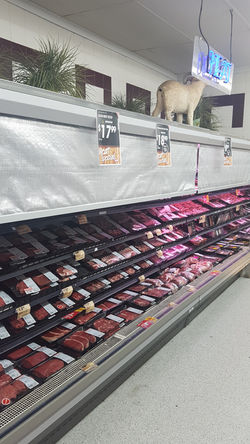 Electric Night Blinds