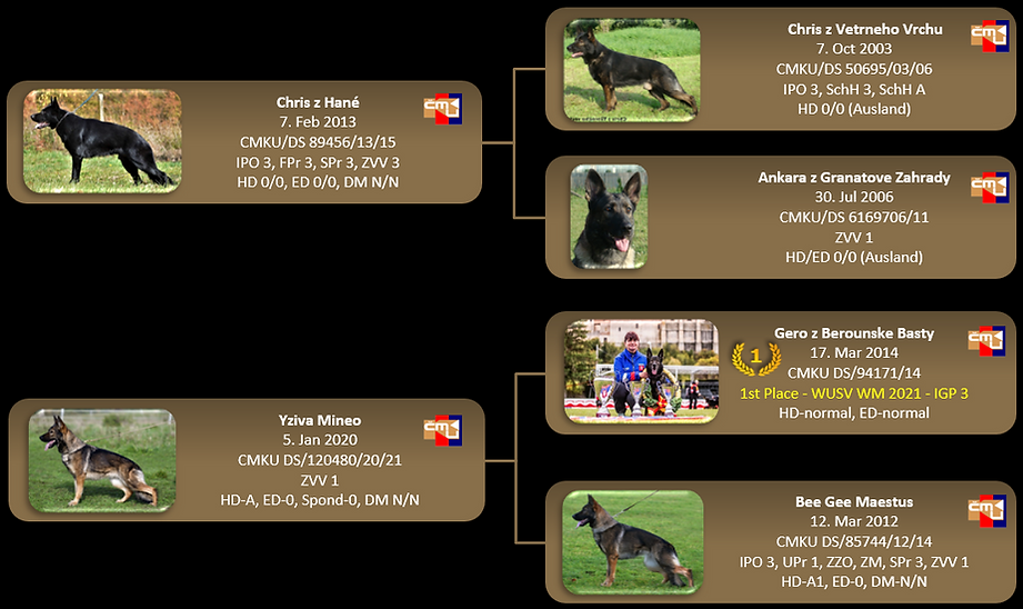 Cisco & Cirus Pedigree Pic2.png