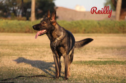 Reilly 02