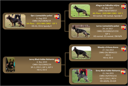 Reilly Pedigree Pic