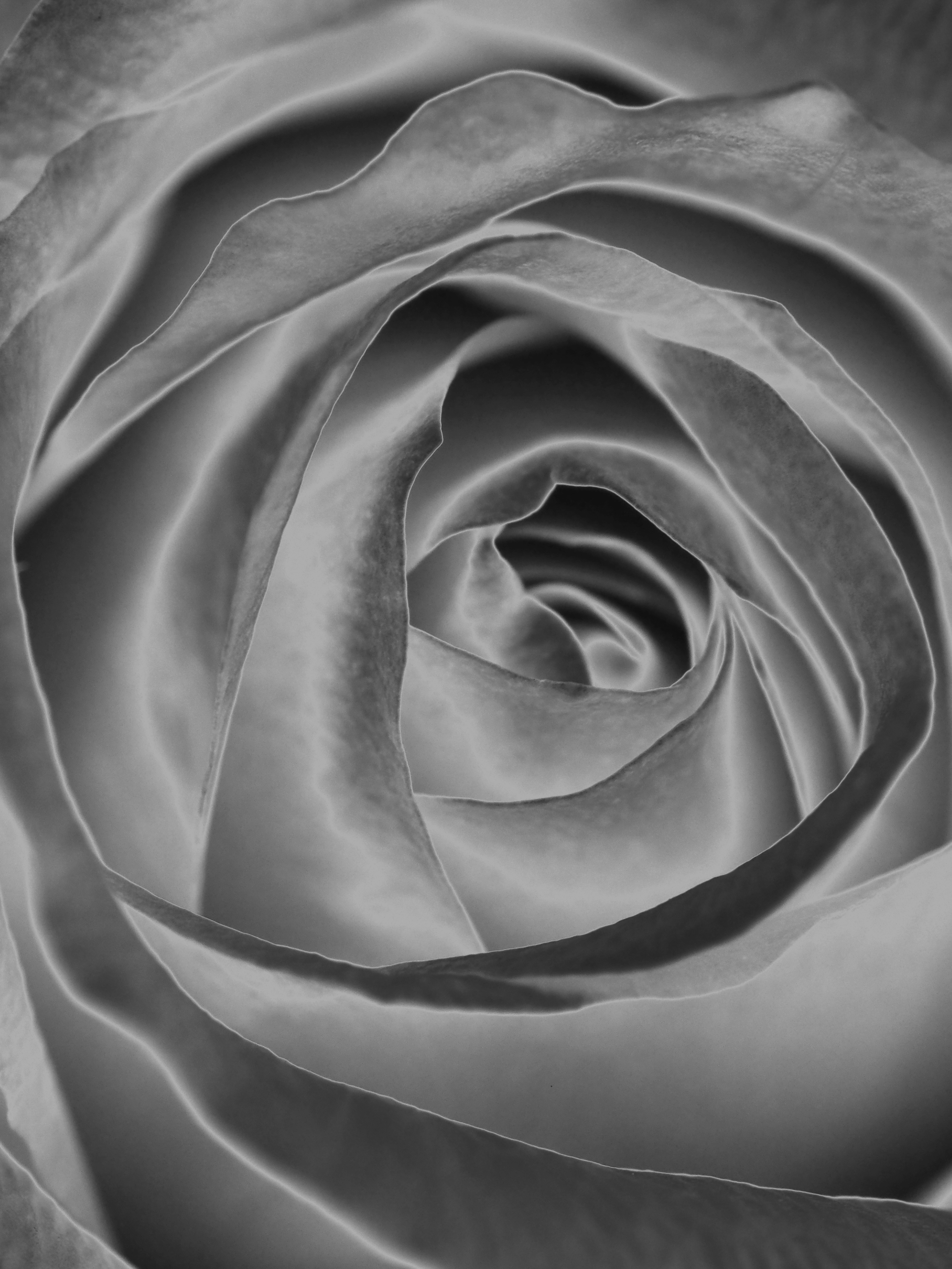 The Silver Rose of Leadville logo
