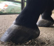 Transition or Trauma? When “Natural” Hoof Care Ignores Pathology