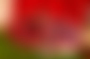 Tartan Warrior 5K Obstacle Race Falkirk
17 Apr 16