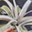 縮圖：Tillandsia Coconut Grove (T.Chiapensis x T.Capitata Red)