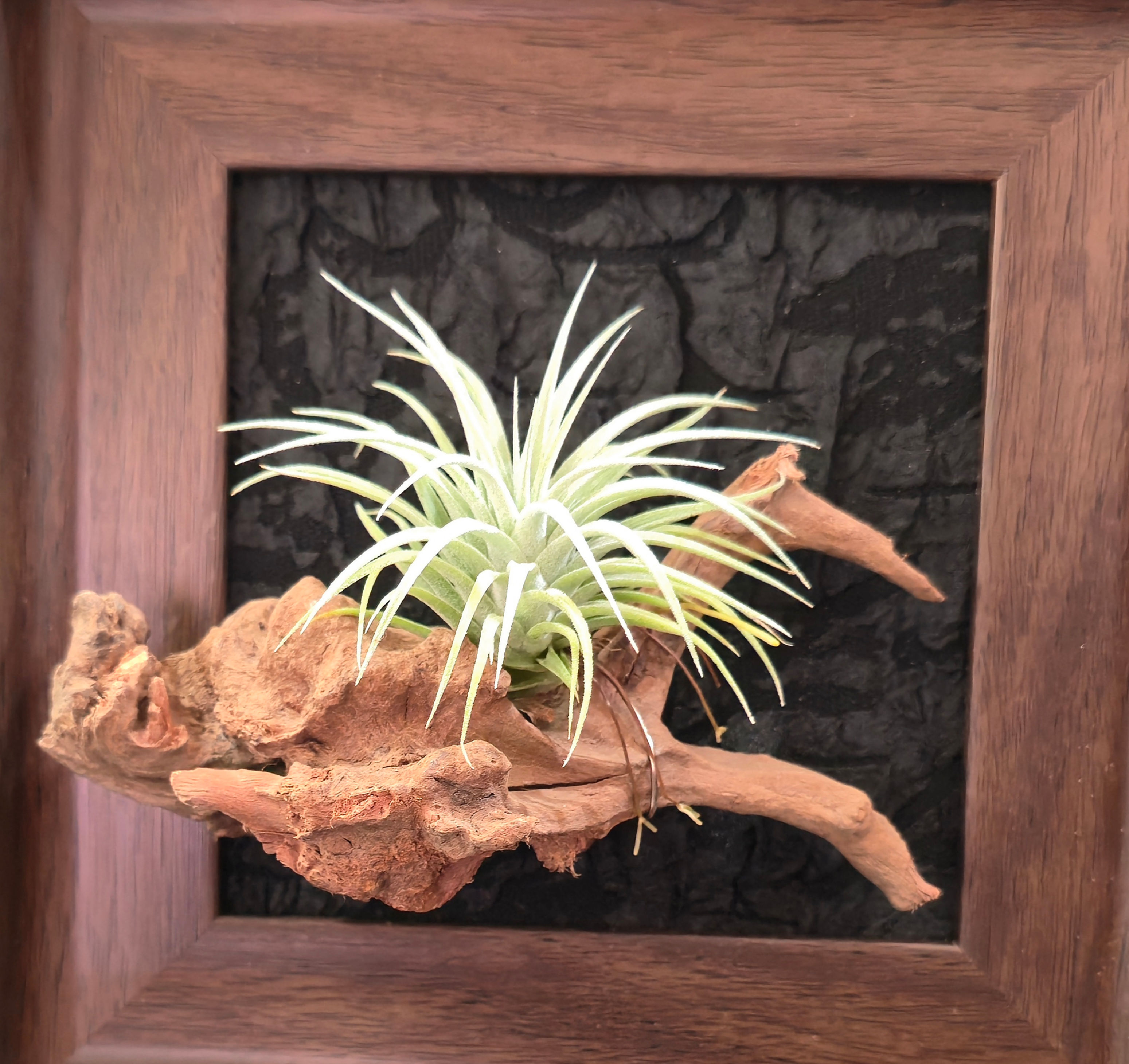 Tillandsia 'Don Walsh' x ionantha Fuego