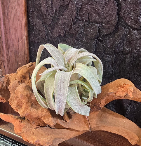 Tillandsia streptophylla x 'Lucille' | My Site 4