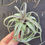 縮圖：Tillandsia exserta x streptophylla