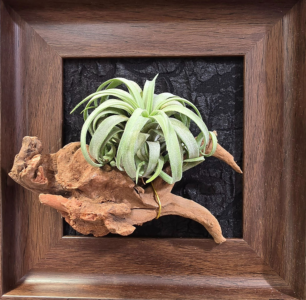 Tillandsia ionantha Ron x streptophylla
