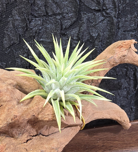 Tillandsia ionantha albo-marginata | My Site 4