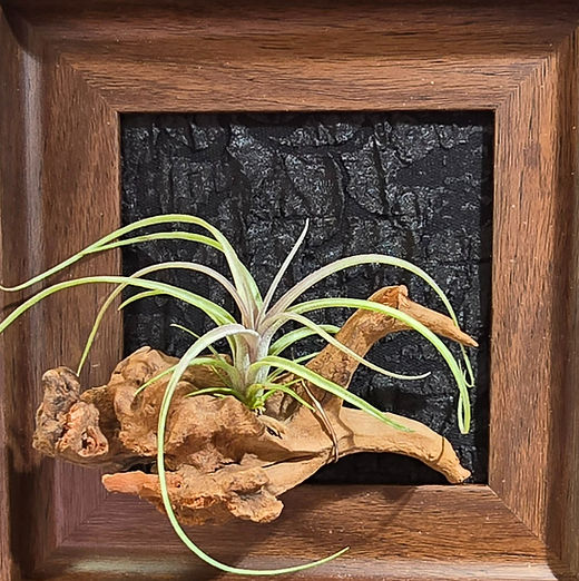 Tillandsia exserta x streptophylla Red Form 8262 | My Site 4