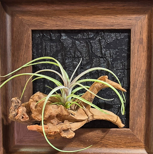 Tillandsia exserta x streptophylla Red Form 8262 | My Site 4