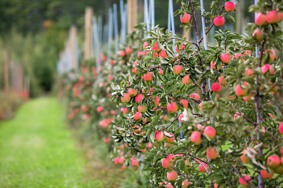 Stone_Mt_Farm-052.jpg
