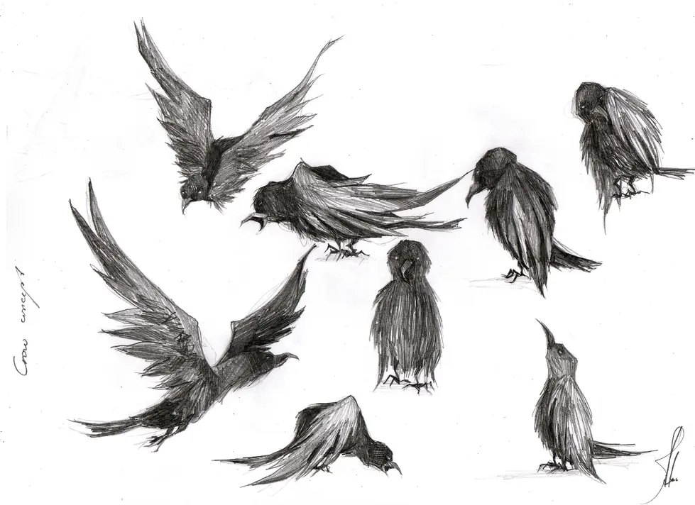 Crow Concept