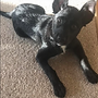 kelpie x border collie puppy