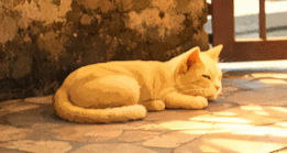 The Adventures of Mocha - Season 3