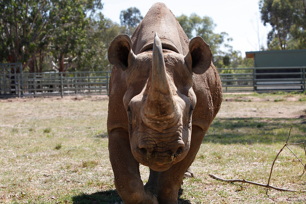 Rhino