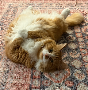 Cheddar.png