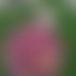 Three Ways to Add Fresh Food to Their Bowl