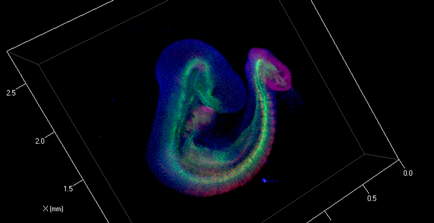 e9.5 Ptch1, Raldh2, Wnt5a_ctl.tiff