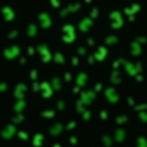 Gemini_Generated_Image_8j2fg78j2fg78j2f.jpg