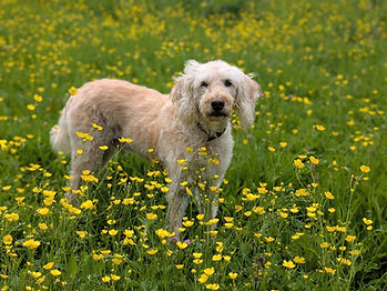 Clinical Canine Massage Therapy can support comfortable movement, muscular function and the body's natural capacity for recov