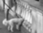 dogo