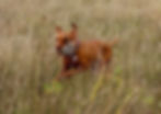 Bird hunt 3