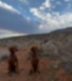 bird and duck in desert_edited