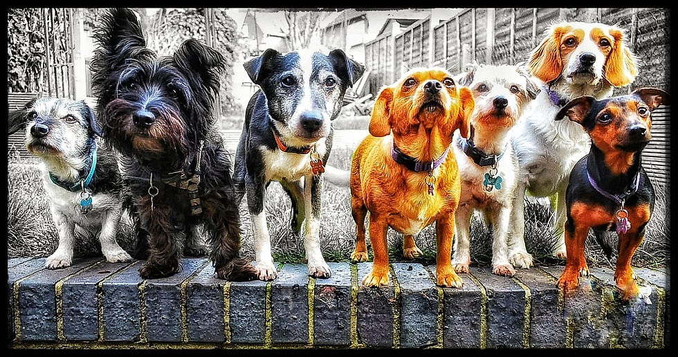 Dogs Various Breeds