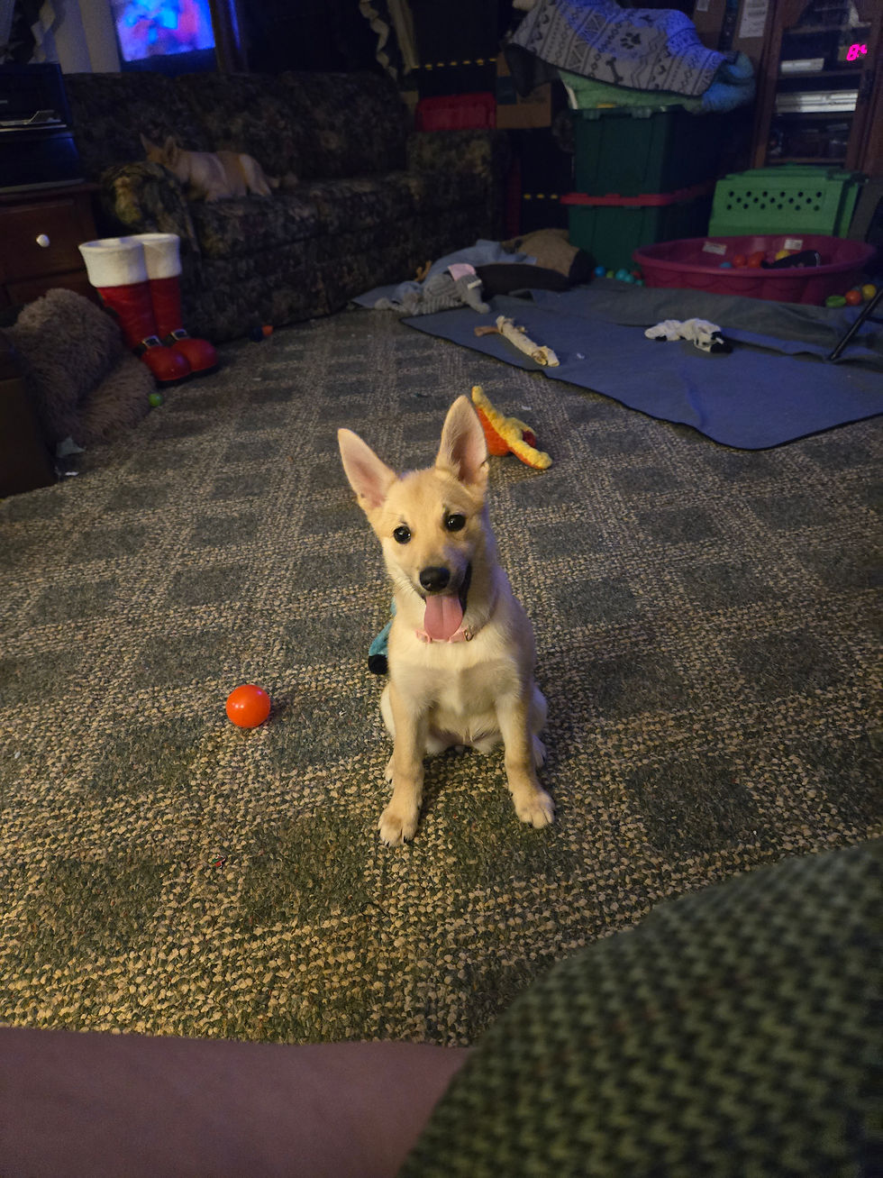 5 Essential Tips for Raising a Happy Norwegian Buhund Puppy