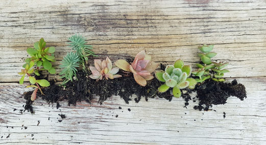 Succ Group Mini 1 - Copy_edited.jpg