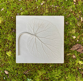 Begonia Leaf