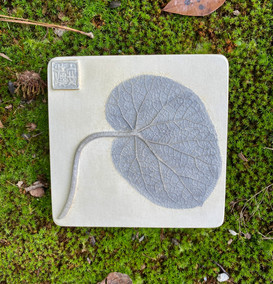 Begonia Leaf