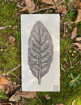 Lamb's Ear