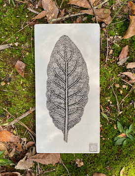 Lamb's Ear
