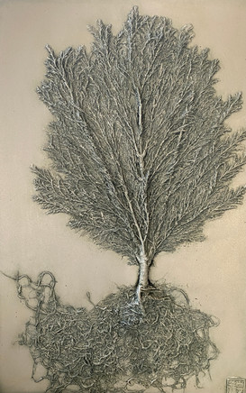 The Root of the Matter: Lemon Cypress
