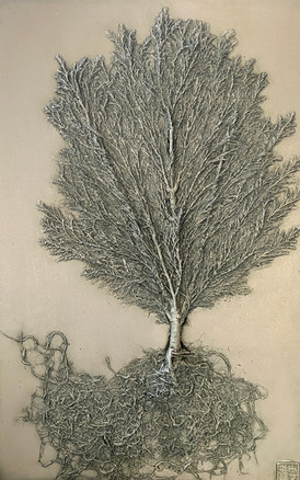 The Root of the Matter: Lemon Cypress