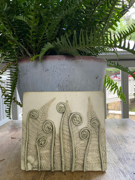Fiddleheads and Ferns