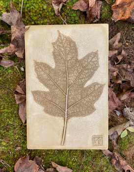 Oak Leaf Hydrangea