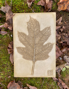 Oak Leaf Hydrangea