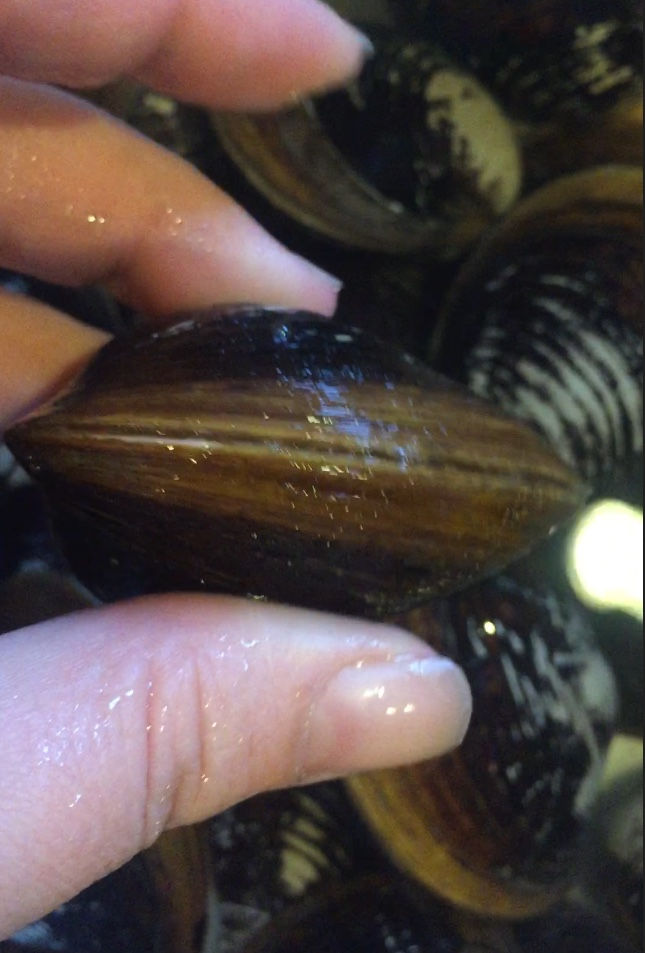 Cleaning Your Clams