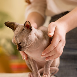 woman-heals-animals.jpg