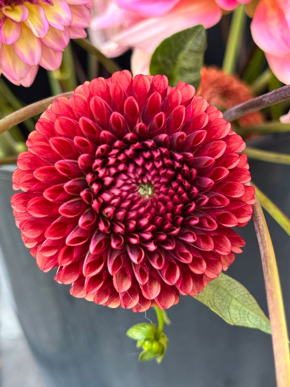 Thumbnail: Dahlia bunch (5 stems) 