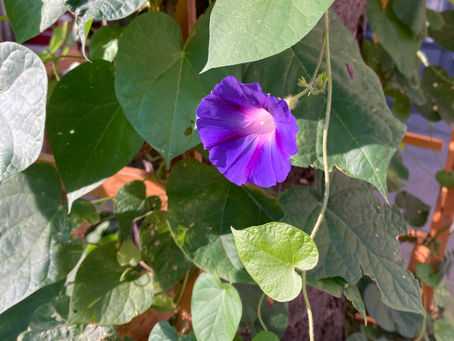 Il n'y a rien à faire pour la recherche du bonheur...