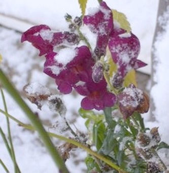 N’espérez rien : paroles d'un maître zen coréen