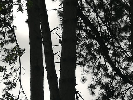Dans le jardin de Ryokan, le travail du vent