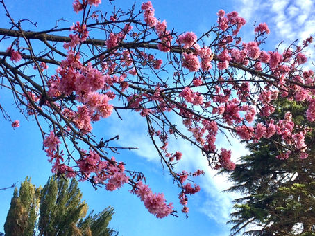 La caresse légère d'une plume