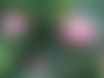 Les lotus bleus, rouges ou blancs..la Demande