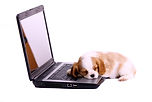 puppy with head on laptop